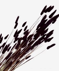 Madam Stoltz Flowers & Plants Lagurus Bunch In Midnight