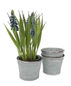 Terrace And Garden Grape Hyacinth In Zinc Pot Decorative Accessories