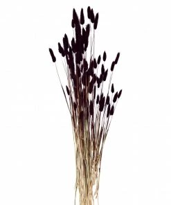 Madam Stoltz Flowers & Plants Lagurus Bunch In Midnight