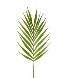 Parlane Cycus Palm Stem Flowers & Plants