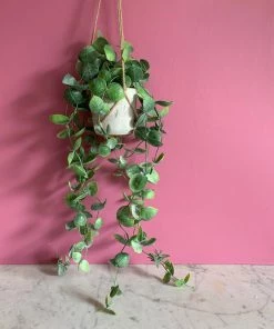 Gisela Graham Potted Faux Trailing Hoyas Plant Flowers & Plants